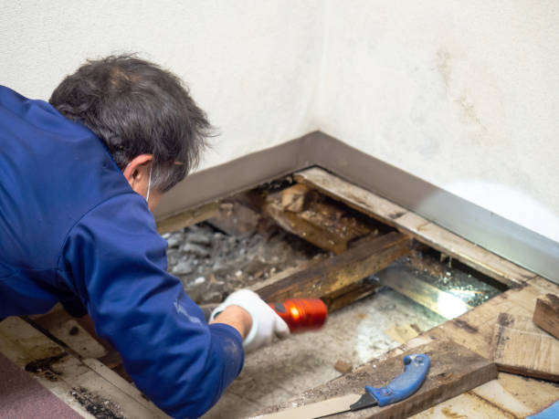 Best Residential Mold Remediation in Oakland City, IN