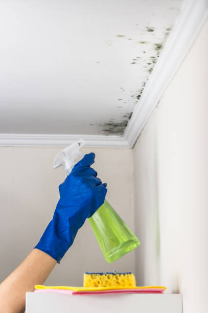 Best Emergency Mold Remediation in Oakland City, IN